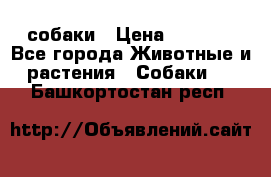 собаки › Цена ­ 2 500 - Все города Животные и растения » Собаки   . Башкортостан респ.